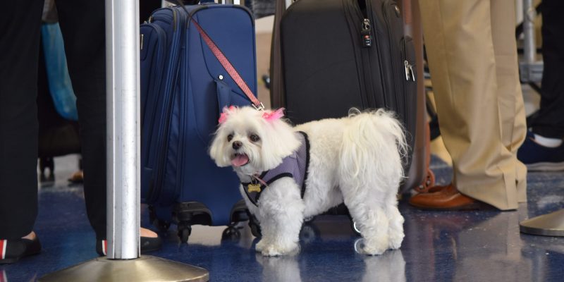 So reisen Sie mit Ihrem Hund ins Ausland