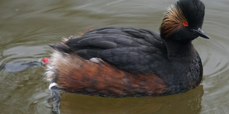 Schwarzhalstaucher