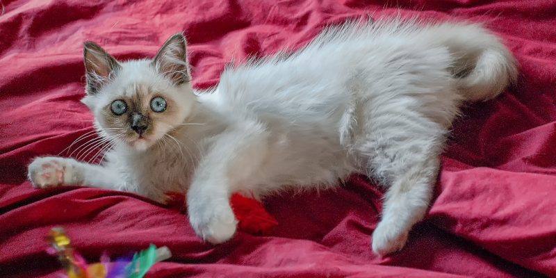 Das beliebteste Katzenspielzeug – Top 10