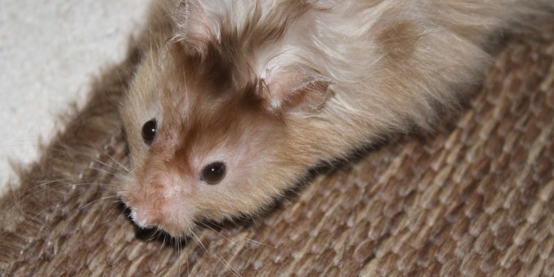 Dürfen Hamster Brokkoli essen?