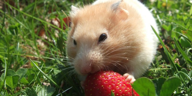 Dürfen Hamster Erdbeeren essen?