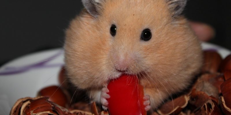 Dürfen Hamster Paprika essen?