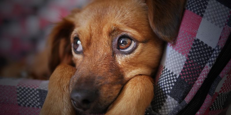 Hund alleine lassen üben – Schritt für Schritt