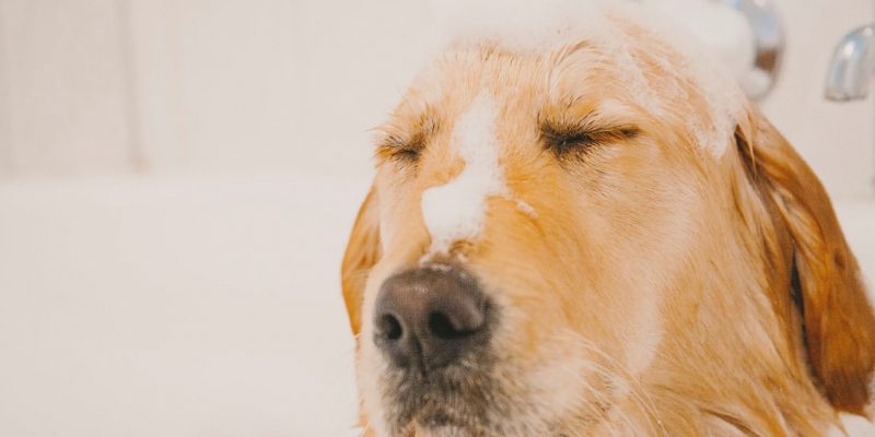 Hundebademantel – Die Top 3 Im Vergleich