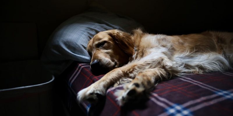 Darf mein Hund im Bett schlafen?