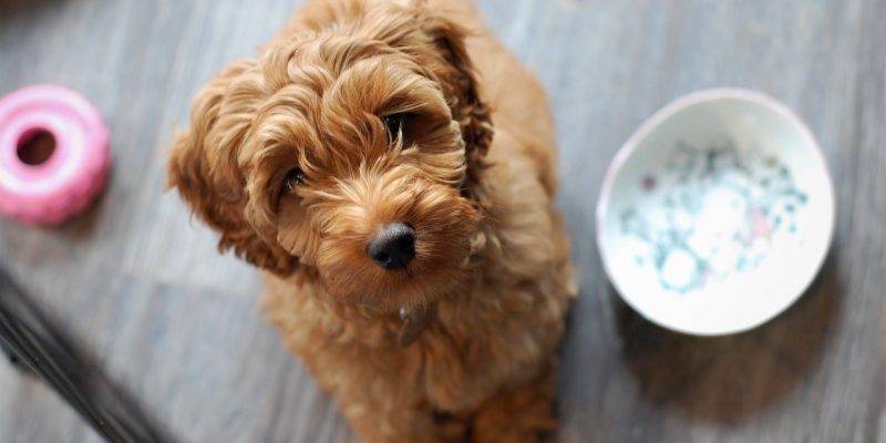 Dürfen Hunde Brokkoli essen?
