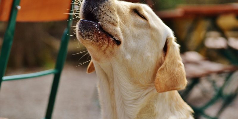 Hund jault: Gründe, Ursachen & Tipps