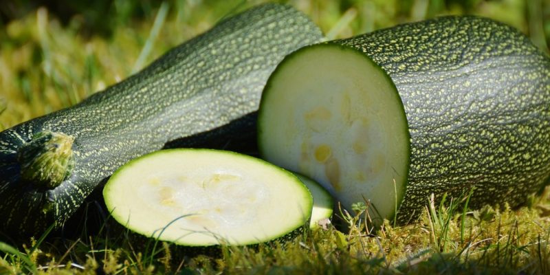 Dürfen Hunde Zucchini essen?