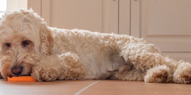 Dürfen Hunde Möhren essen?