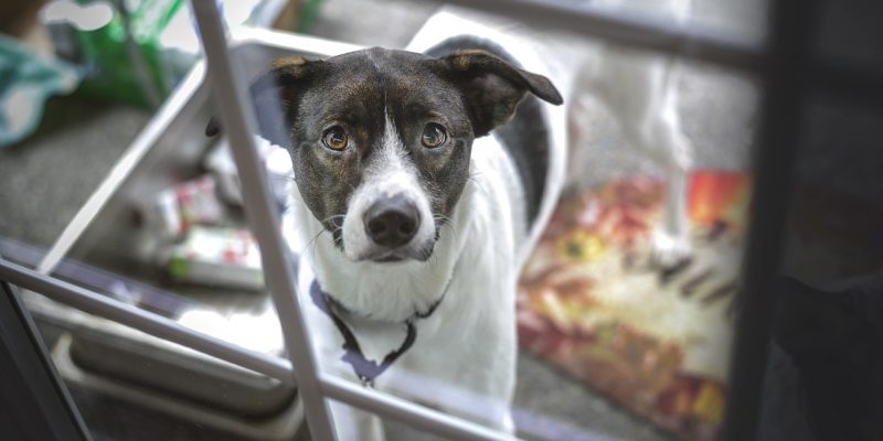 Hundeklappe – Top 3 Empfehlungen
