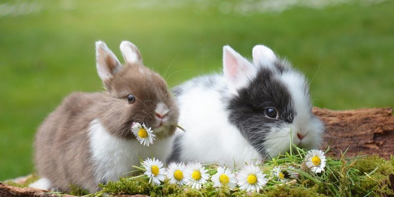 Dürfen Kaninchen Nüsse essen?