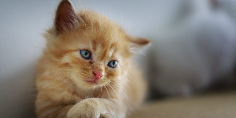 Katze allein lassen – Wie lange? Worauf achten?