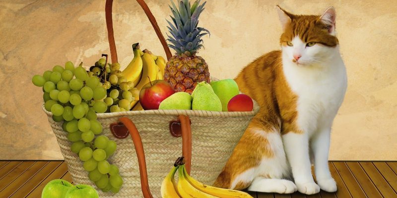 Dürfen Katzen Bananen essen?