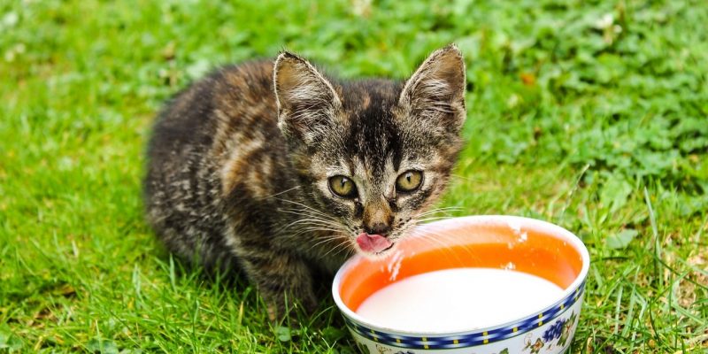 Dürfen Katzen Joghurt essen?