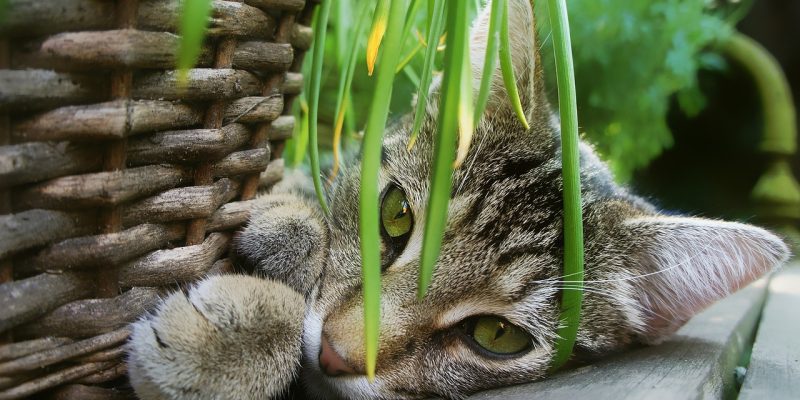 Giftige & ungiftige Pflanzen für Katzen