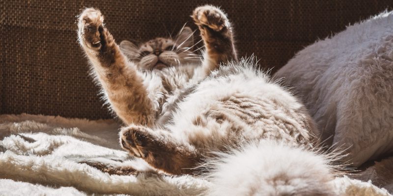 Sofaschutz für Katzen – so wird das Sofa katzensicher