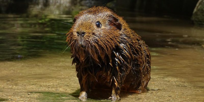 Darf ich mein Meerschweinchen baden?