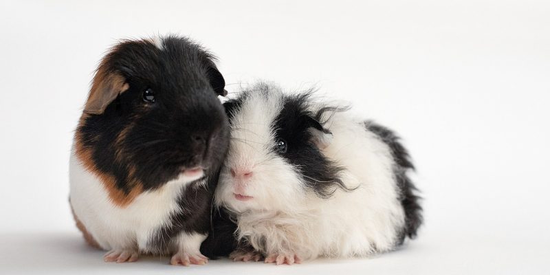 Krallen schneiden beim Meerschweinchen