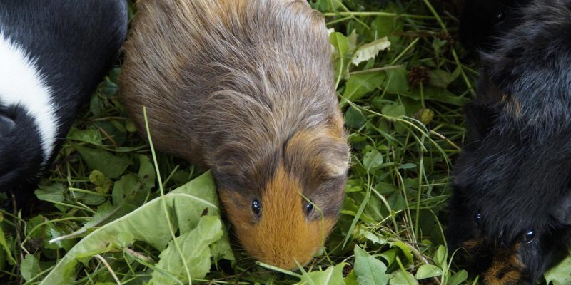 Darf mein Meerschweinchen Löwenzahn essen?