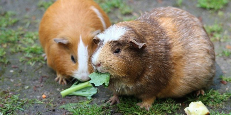 Darf mein Meerschweinchen Spargel essen?