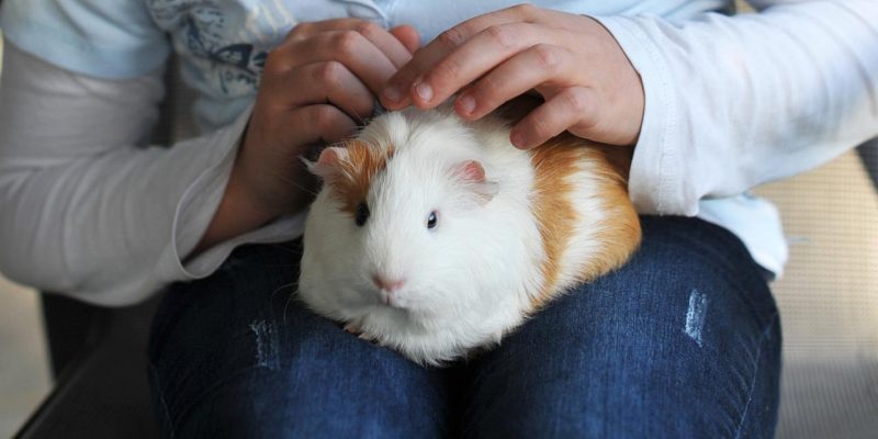 Meerschweinchen richtig streicheln & kuscheln
