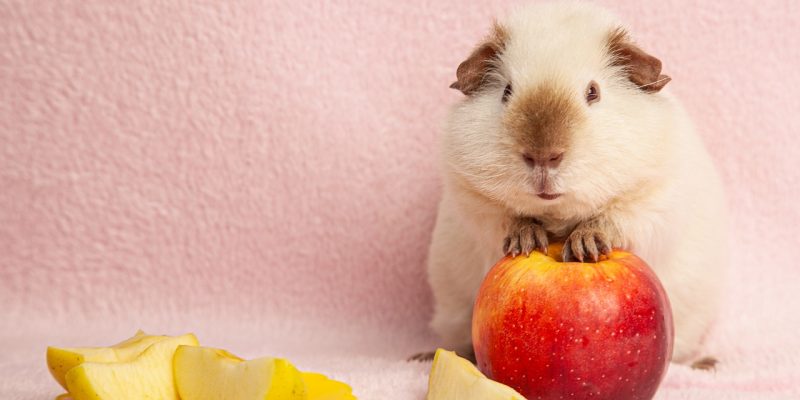 Dürfen Meerschweinchen Wassermelone essen?