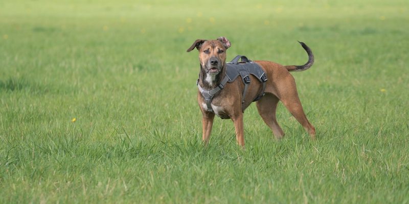 Panikgeschirr & Hundegeschirr – Top 3 im Check