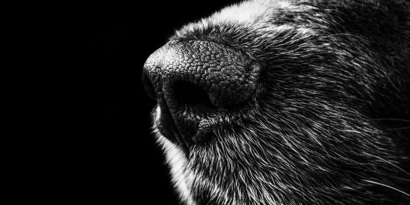 Schnüffelteppiche für Hunde – Top 3 Empfehlungen