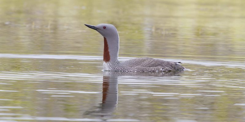 Sterntaucher