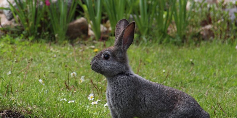 Tiere halten im Garten – was ist erlaubt?
