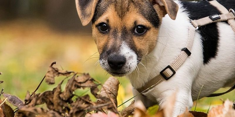 Hundegeschirre für Welpen – Top 3 Welpengeschirre